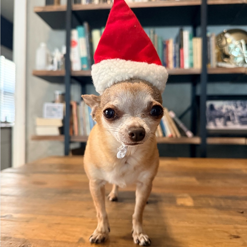 🤶 Tiny Festive Red Santa Hat for Dogs